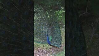 Peacock #shorts