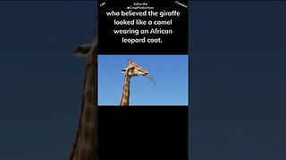 Unique facts about giraffes they are the Greek gods of the animal kingdom #giraffe #shorts