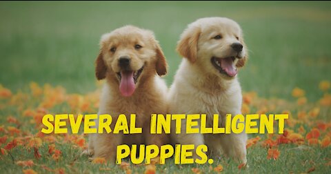 Several intelligent puppies