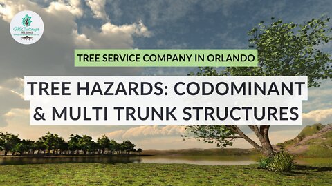 Tree Hazards - Codominant & Multi Trunk Structures