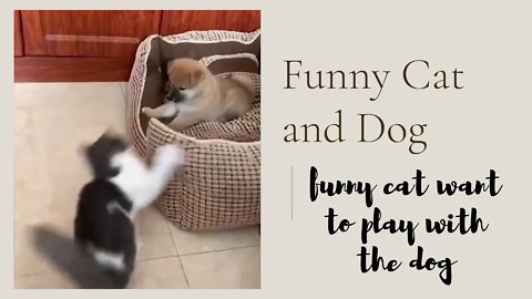 Funny Cat and Dog