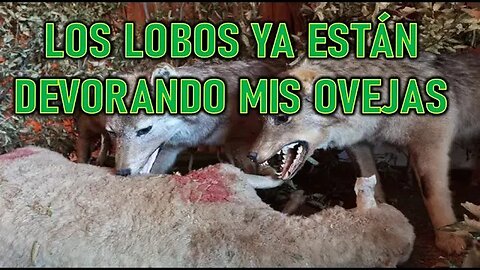 LOS LOBOS YA ESTÁN DEVORANDO A MIS OVEJAS - MENSAJE DE JESUS A LYNDA NOSKEWICKS