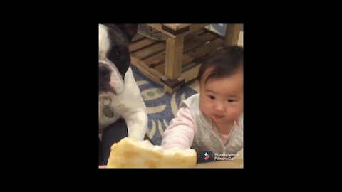 Dogs Playing with Babies-fun. #Pets #funny video #Dogs #cute