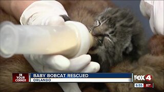 Man mistakes baby bobcat for cheetah