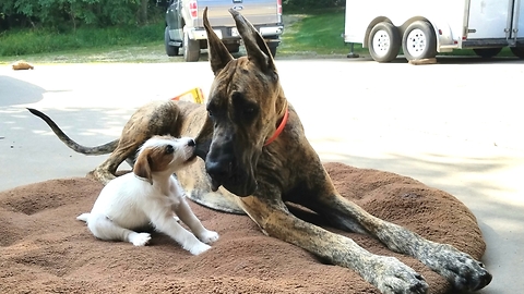Cute puppy vs Great Dane