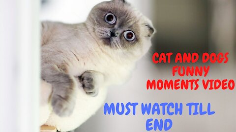 CATS DOGGY FUNNY MOMENTS MUST WATCH
