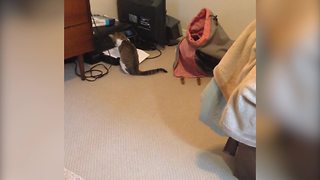 Funny Cat Discovers A Home Printer