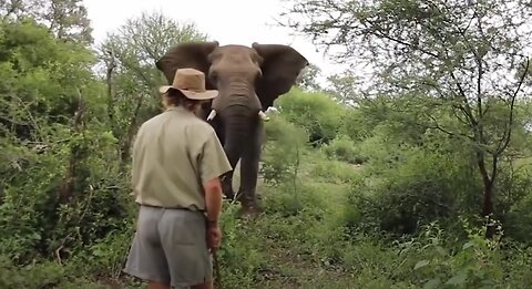 Stunning footage of a person bravely standing up to a elephant running up to him