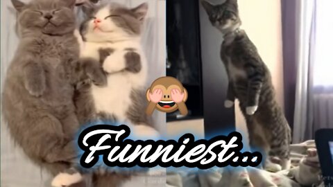 Awesome Funny 😻 Cats and 🐶 Dogs Pet Animals Video