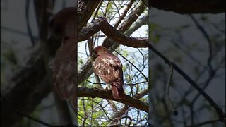 hawk on the Trail