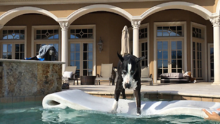 Funny Great Dane jumps on to her pool floatie