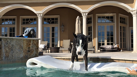 Funny Great Dane jumps on to her pool floatie