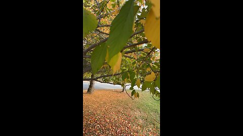 Fallen Leaves