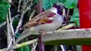 IECV NV #188 - 👀 House Sparrows And A Clip Of A Dark Eyed Junco 2-17-2016