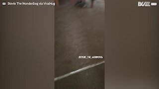 Owner's arrival home gets delighted dog dancing