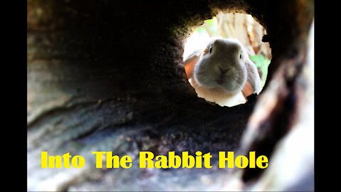 Into The Rabbit Hole