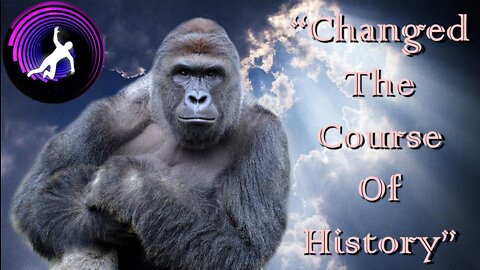 "Harambe's Death Was The Beginning of The Fall of Society"