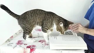 Trying to Read with a Cat