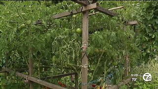 Produce stolen from Downriver senior community garden