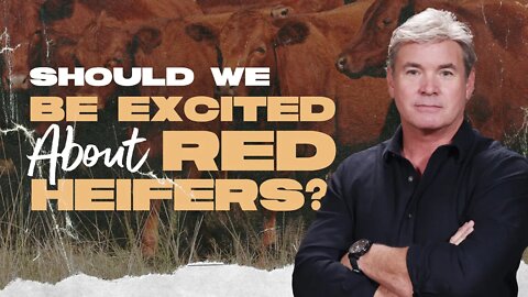 Should We Be Excited About Red Heifers?