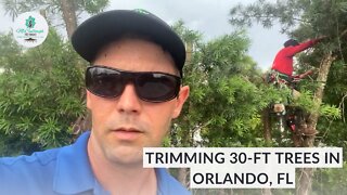 Hazardous Large Tree Trimming and Removal in Orlando, FL