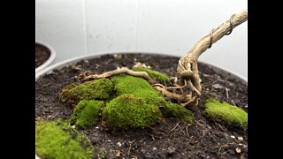 Growing Moss For Bonsai / planting media and propagate your own moss