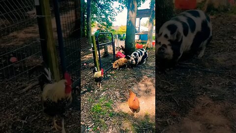 FARM LIFE🤷🏻‍♀️ #farmlife #farmanimals #pigs #kunekune #chickens #homestead #asmr #foryou #reels