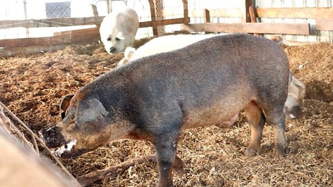 How to Breed the Ultimate Pig | The Old Line Duroc