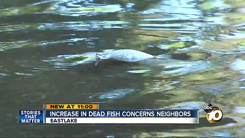 Eastlake resident worried about rise in dead fish