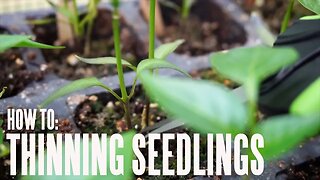 How To Thin Your Started Seedlings