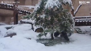 La neige amuse grandement ce joli panda
