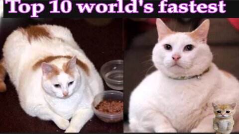 Top 10 world's fastest cats (real cats!!!)