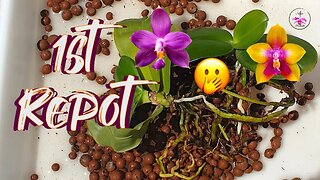 Species Phalaenopsis Orchid Repotting Guide: ⚡️Revive Your Roots⚡️ for Maximum Growth #ninjaorchids