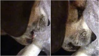 Denne nuttede beagle elsker at poppe bobleplast
