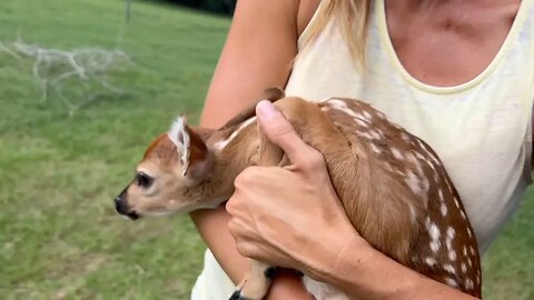 We Rescued a Baby Fawn From a Direct Hit Hurricane - Catastrophic Damage!