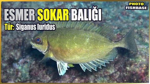 Esmer Sokar Balığı Hakkında Bilgi | Siganus luridus | Akdeniz Balıkları