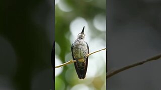 Hummingbirds 🐦🦅 🦢 #pawsclawsjaws #animalshorts