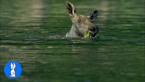 Cute Baby Moose Compilation!