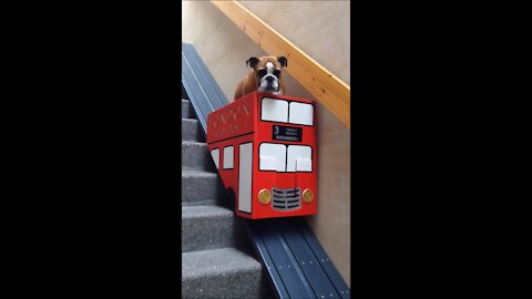 Dog takes the stair lift | So funny!!