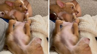Hungry pup chews sister's foot while she's sleeping