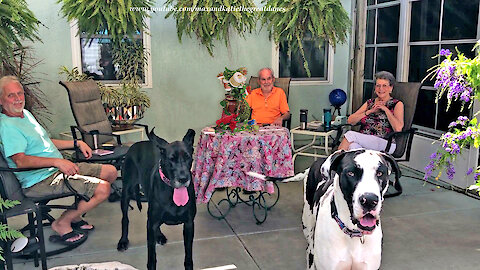 Great Danes Celebrate Social Distanced Mother's Day With Toilet Paper Bouquet