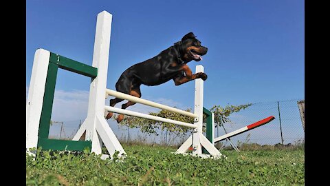 What are they doing?! How to train dogs