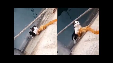 Watch: This cat's rope of hope