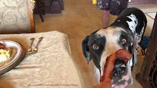 Great Dane samples new bacon and eggs recipe