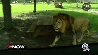 Lion exhibit expansion opens at Lion Country Safari