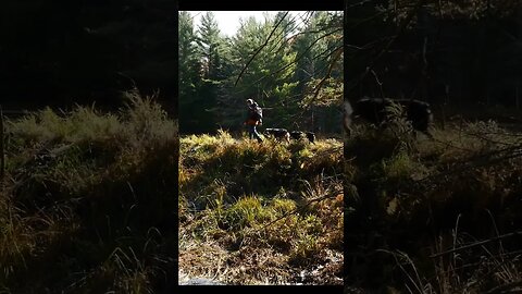 Crossing A Beaver Dam On The Ganaraska Hiking Trail #short #shortvideo #shortsvideo #hiking