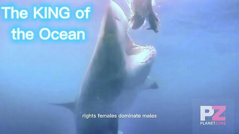 King of the Ocean Great White Sharks