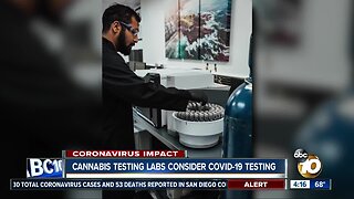 Cannabis testing labs consider COVID-19 testing