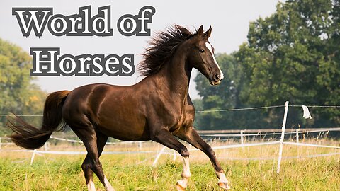 World of Horses: Mind-Blowing Facts