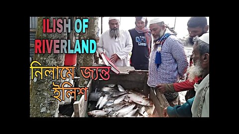 Ilish of Riverland/নিলামে জ্যান্ত ইলিশ/Riverland part-5